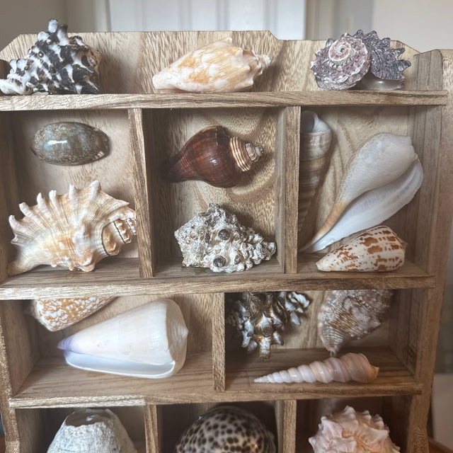 Elevate your coastal interior with this thoughtfully assembled, vintage-inspired cabinet of curiosities. This multi-...