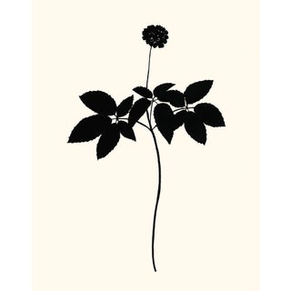 Ginger Plant, Giclée Print by Philippa Katz For Sale