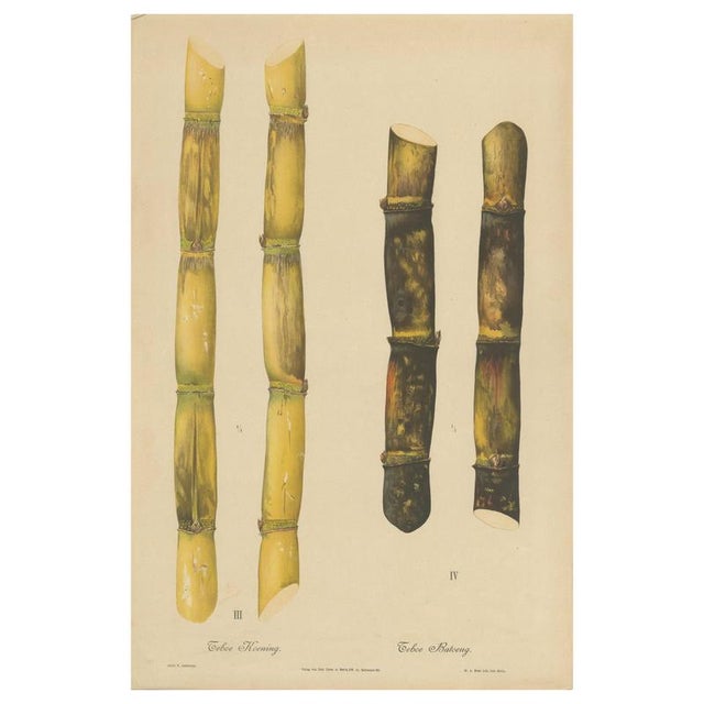 Sugarcane, 1892, Paper For Sale - Image 10 of 10