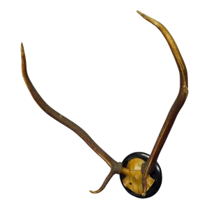 Black Forest Red Deer Trophy on Wooden Plaque Ca. 1900s