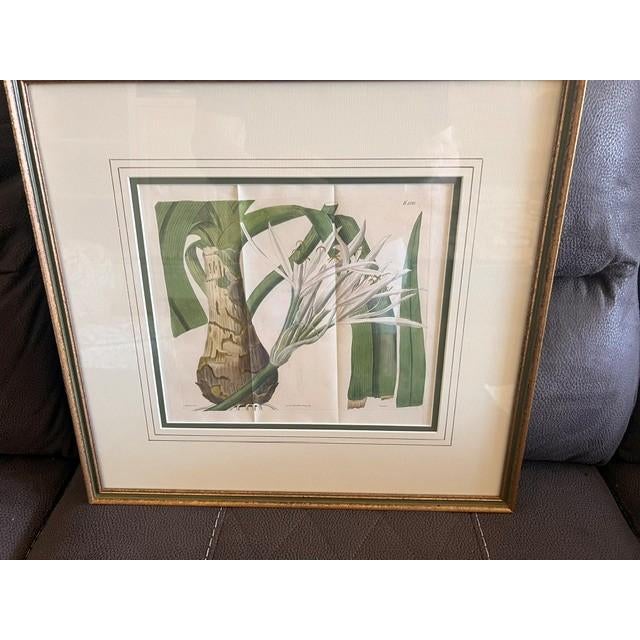 This is a vintage hand-colored botanical engraving dating back to 1817, depicting the Crinum lorifolium, also known as the...