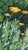 Achillea Moonshine Floral by Eleanor Perry For Sale - Image 4 of 4