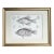 Antique Lithograph of California Perch Fish C. 1860 For Sale