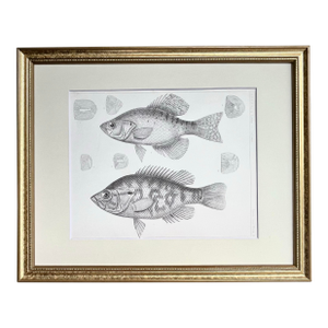 Antique Lithograph of California Perch Fish C. 1860