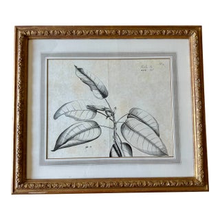 Dennis & Leen Botanical Print With Gilded Frame – DL-Art 35 For Sale