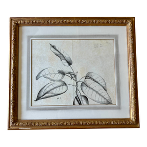 Dennis & Leen Botanical Print With Gilded Frame – DL-Art 35