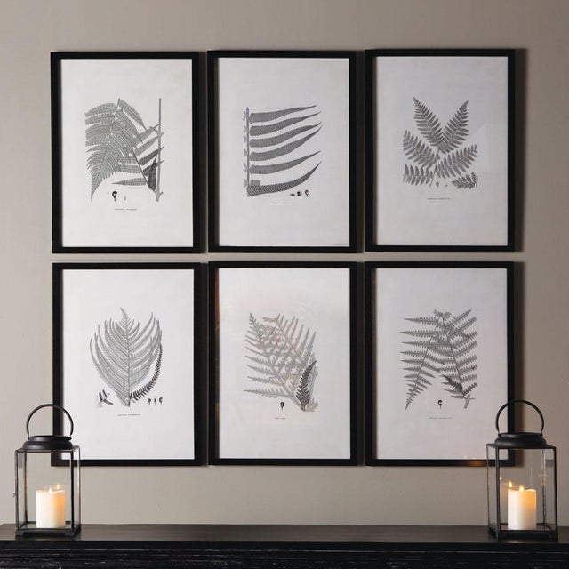 Illustration Framed Gray-Tone Fern Prints, Set Of 6 For Sale - Image 3 of 3