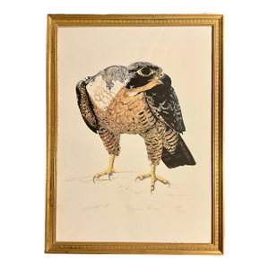 Gary Lomax (American, 20th Century), "Peregrine Falcon," 1978 Gilt Framed