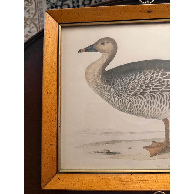 Victorian Antique Beverly Morris Original Bean Goose & Grey Lag Goose Framed Prints c.1855 - Set of 2 For Sale - Image 3 of 15