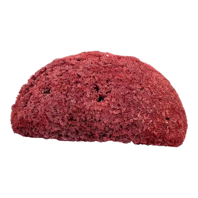Large Natural Red Pipe Coral Specimen. #2 For Sale