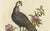 Edwards & Seligmann, Chinese Peacock-Pheasant, Hand-Colored Engraving, 1770s For Sale - Image 3 of 11