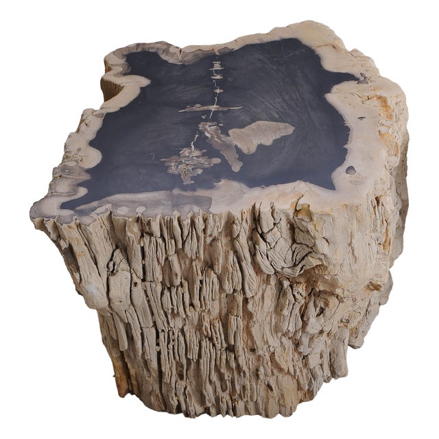 Big Petrified Wood Side Table by Xyleia Petrified Wood For Sale