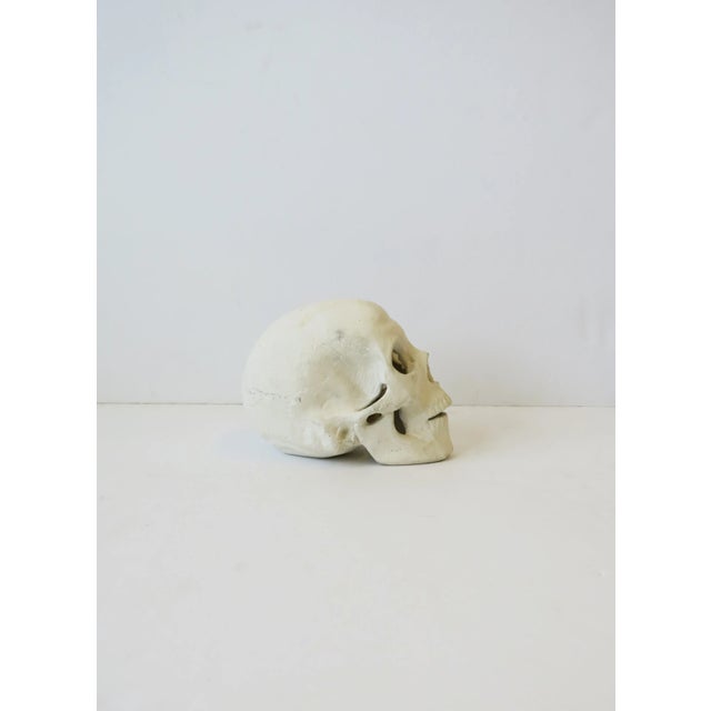 Skull in White Plaster For Sale - Image 10 of 13