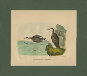 After D. G. Elliot, Xantus's Murrlets, 1869, Print