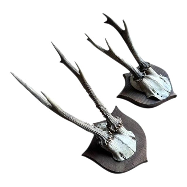 Pair of Early 1900s Roe DeerTrophies 116 Black Forest Antlers For Sale