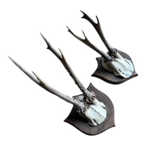 Pair of Early 1900s Roe DeerTrophies 116 Black Forest Antlers
