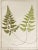 Pair of antique 1885 chromolithographs of ferns. Common Polypody and Black Maidenhair Spleenwort, from Francis George...