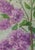 1970s Lilac Still Life, Oil Painting, Ukrainian Art 50-35 For Sale - Image 4 of 6