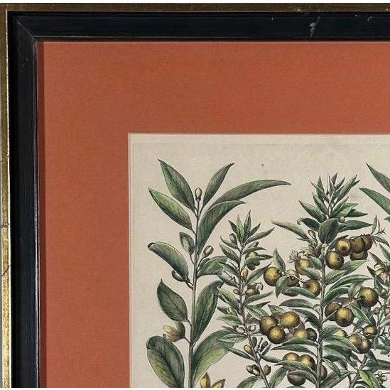 Vintage Framed Basilius Besler Botanical Lithograph Prints Hortus Eystettensis Pair For Sale - Image 14 of 18