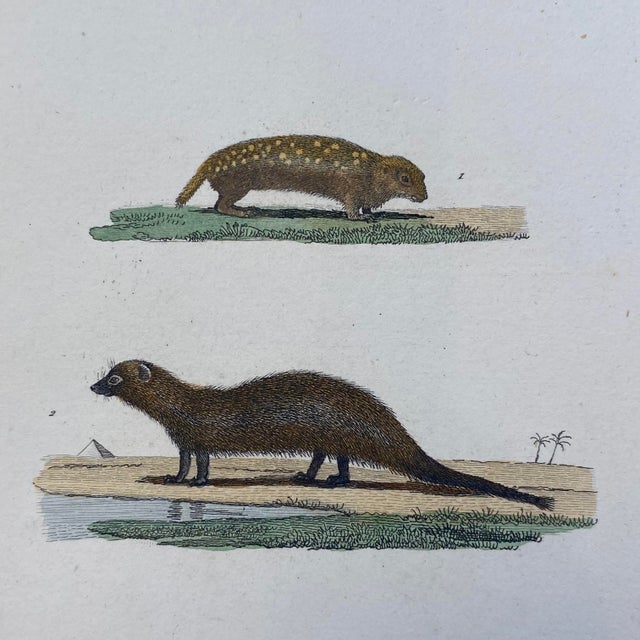 French French Antique 18th Century "Le Souslik" Animal Engraving Hand Colored Signed Artwork For Sale - Image 3 of 8