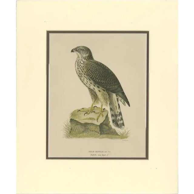 Northern Goshawk, 1917, Lithograph For Sale - Image 10 of 10