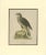 Northern Goshawk, 1917, Lithograph For Sale - Image 10 of 10