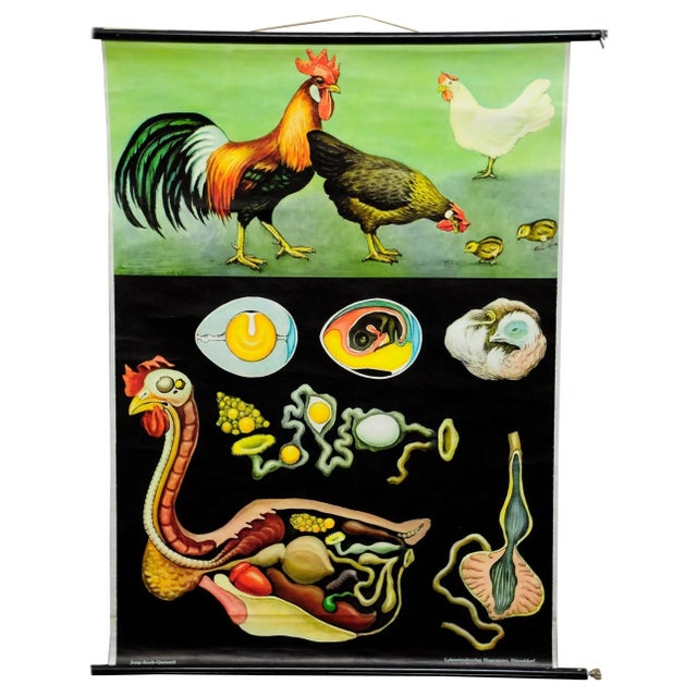 Vintage Country Style Chicken Hen Pull-Down Wall Chart by Jung Koch Quentell For Sale - Image 6 of 6
