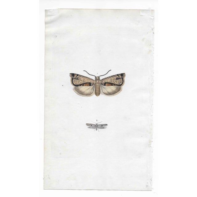 19th century English antique insect engraving of a moth.