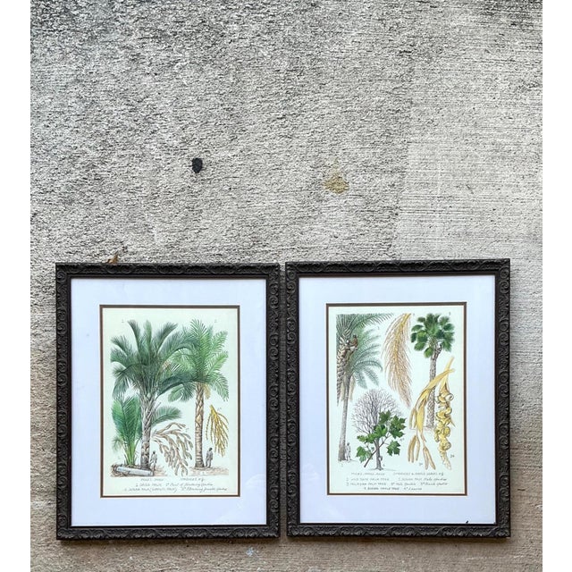 Vintage Framed Botanical Palm Illustrations - Set of 2 For Sale In West Palm - Image 6 of 15