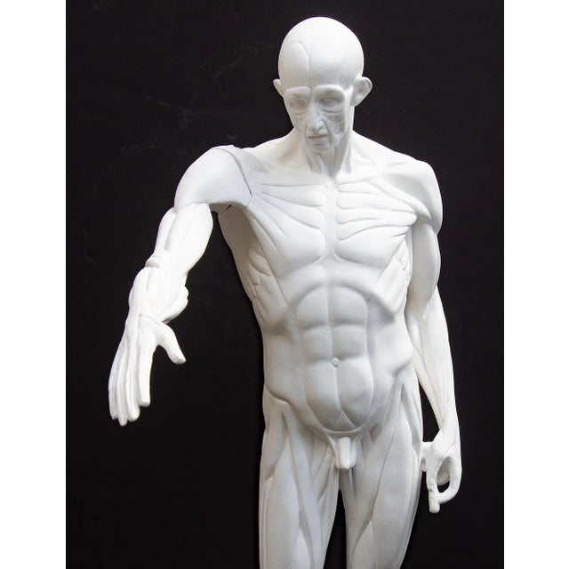 An anatomical maquette of Houdon's l'Écorche (Flayed Man), after the original completed in 1767 while Houdon was a student...