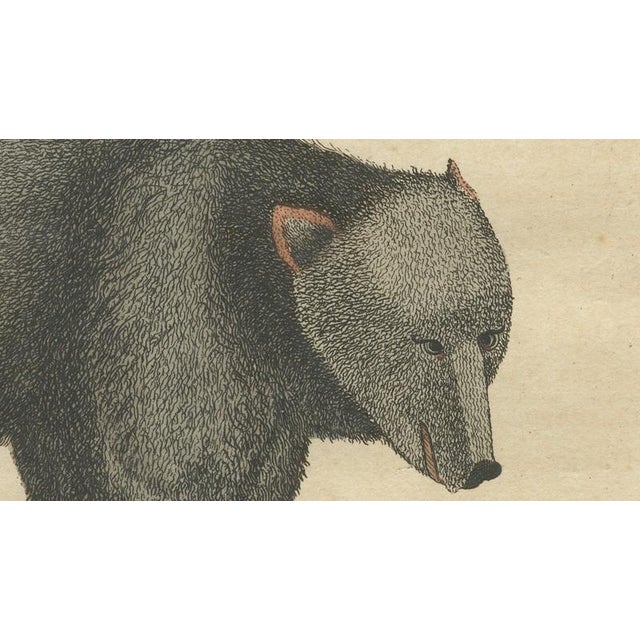 Gold Bertuch, Tapir & Bear Zoological, 1800, Engraving For Sale - Image 8 of 9