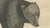 Gold Bertuch, Tapir & Bear Zoological, 1800, Engraving For Sale - Image 8 of 9