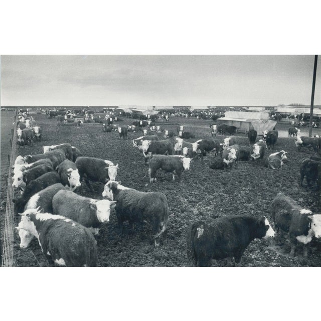 1950s Cows, Texas, 1960s, Black and White Photograph For Sale - Image 5 of 5