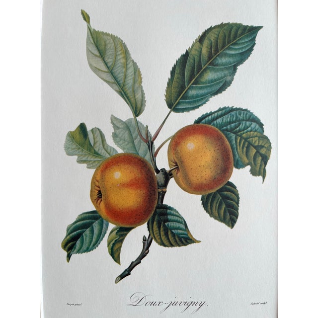 Illustration Apple 'Doux-Juvigny', Botanical Print by Pierre Jean Francois Turpin. For Sale - Image 3 of 5