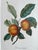 Illustration Apple 'Doux-Juvigny', Botanical Print by Pierre Jean Francois Turpin. For Sale - Image 3 of 5