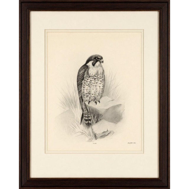 Antique peregrine falcon bird print by lilian m. Medland, circa 1908 a finely detailed original antique ornithological...