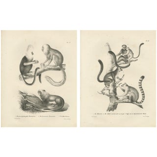 C.C. Last, Golden-Crested and Lion Tamarin and Lemur Species, 1836, Paper, Set of 2 For Sale