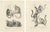 C.C. Last, Golden-Crested and Lion Tamarin and Lemur Species, 1836, Paper, Set of 2 For Sale