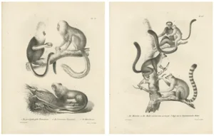 C.C. Last, Golden-Crested and Lion Tamarin and Lemur Species, 1836, Paper, Set of 2
