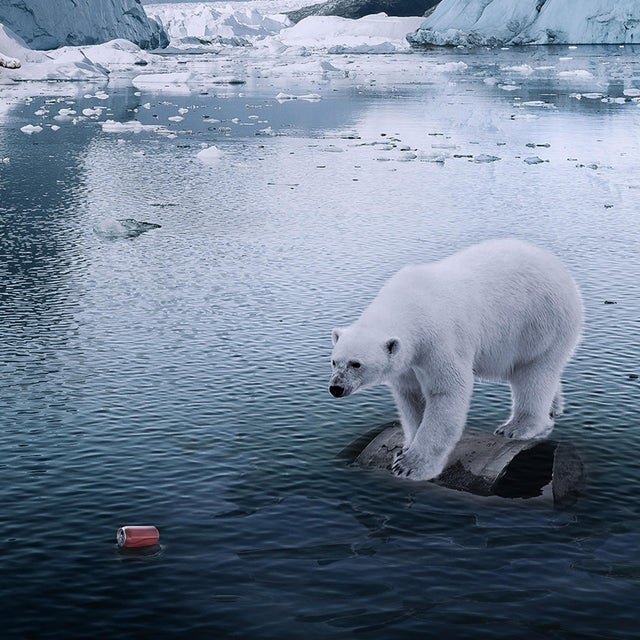 Contemporary Arctic Diaries by Marcin Owczarek | Photography - Dye Sublimation on Aluminum Frozen landscape with animals. For Sale - Image 3 of 5