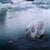 Contemporary Arctic Diaries by Marcin Owczarek | Photography - Dye Sublimation on Aluminum Frozen landscape with animals. For Sale - Image 3 of 5