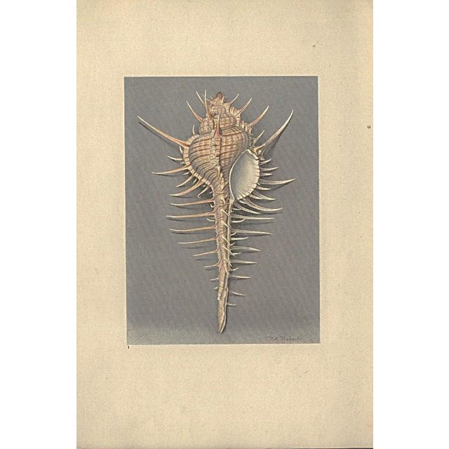 1935 Rare Set of 3 French Lithographs- Sea Shells For Sale - Image 4 of 7