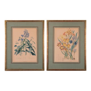 Elizabeth Twining Prints From Natural Order of Plants, C. 1849 - A Pair For Sale
