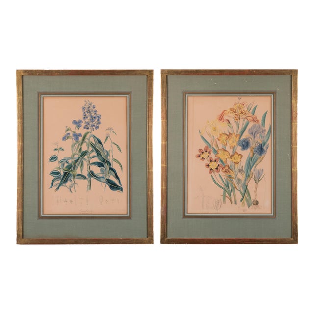 Elizabeth Twining Prints From Natural Order of Plants, C. 1849 - A Pair For Sale