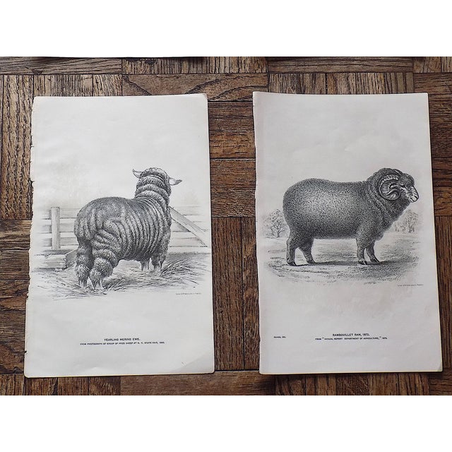 Late 19th Century Authentic Antique 19th Century Sheep Stone Lithographs - Set of 12 For Sale - Image 5 of 9