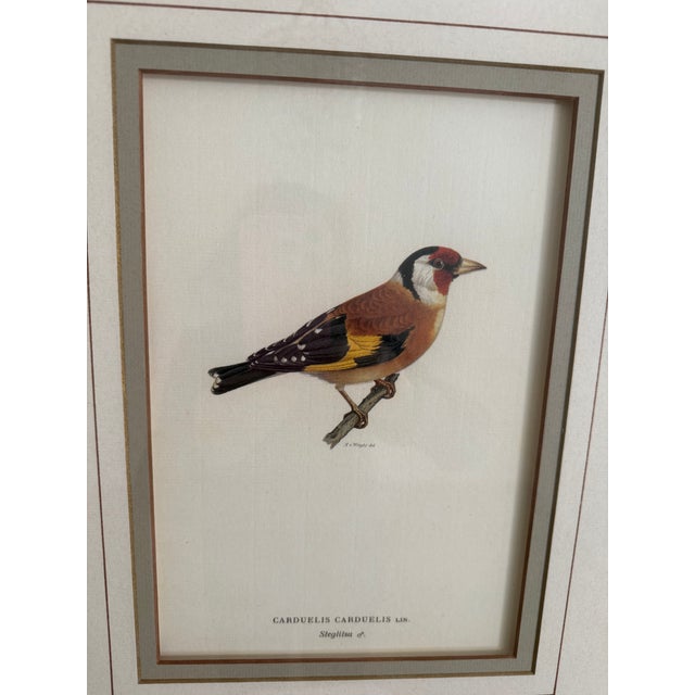 Antique Bird Print: Cardulis by Ethan Allen For Sale - Image 9 of 11