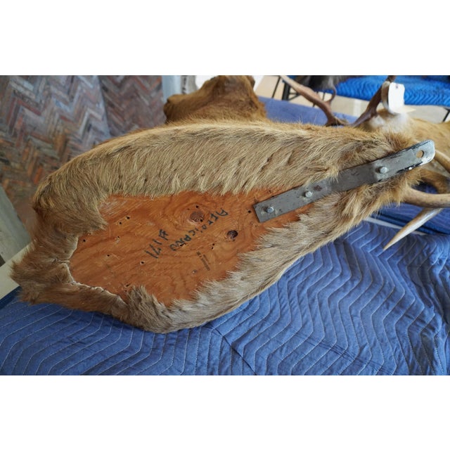 Elk Trophy Head Mount For Sale - Image 17 of 18