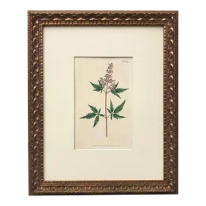 Antique Original Hand Colored Curtis Floral Botanical Etching 1797 Pink Flowers