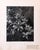 Samuel Gottscho, Vintage Silver Gelatin Signed Photograph Samuel Gottscho Garden Flowers Photo NY, c.1960s For Sale In Miami - Image 6 of 8
