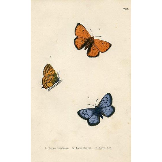 1870s, Antique Butterfly Prints, Set of 6, Original Antique Engravings, Hand Colored, England For Sale - Image 4 of 7